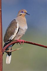 White-winged Dove